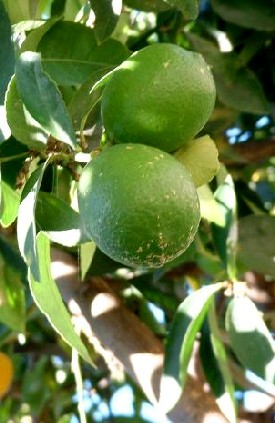 Limes on the Tree